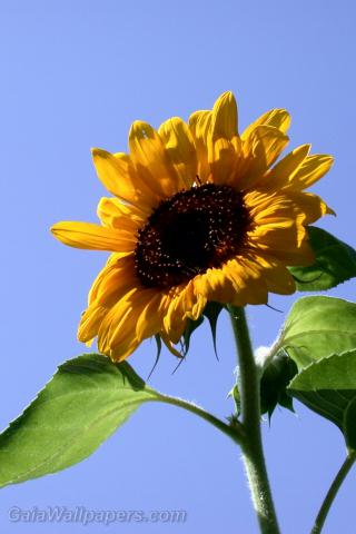 Sunflower rising towards the sky - Free desktop wallpapers