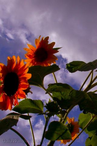 Sunflower with many flowers at sunset - Free desktop wallpapers