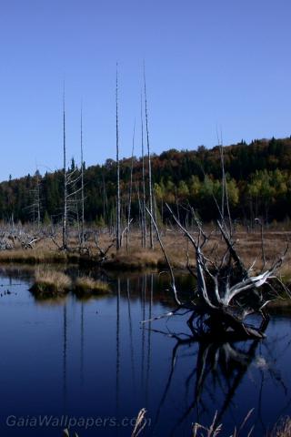 Dead lake created by beavers - Free desktop wallpapers