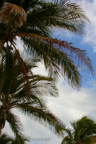 Coconut palm  trees - Free desktop wallpapers