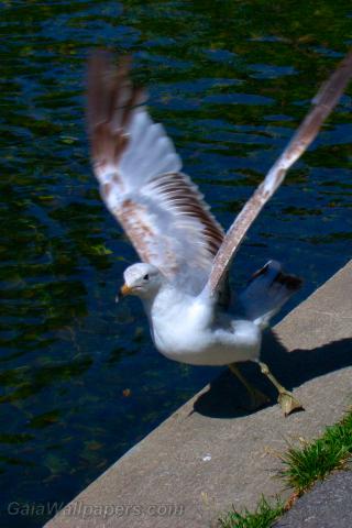 Ring-billed gull taking off - Free desktop wallpapers