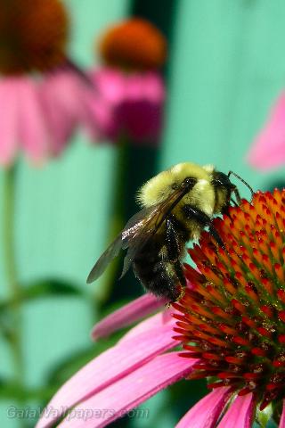 Bumblebee gathering nectar on an echinacea - Free desktop wallpapers