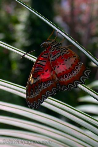 Butterfly - Free desktop wallpapers