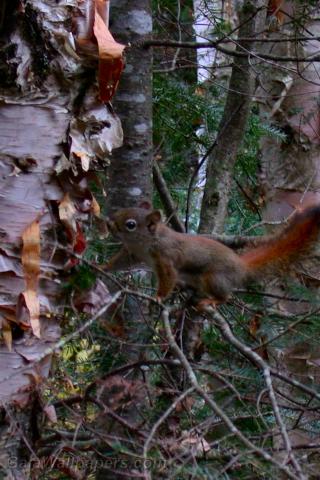 Écureuil en train de courir sur les branches - Fonds d'écran gratuits