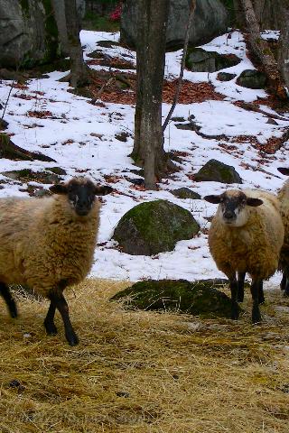 Moutons en hiver - Fonds d'écran gratuits