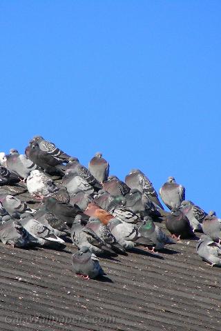 Group of pigeons heating on a roof - Free desktop wallpapers