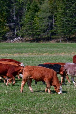 Brown cows in the field - Free desktop wallpapers