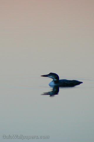 Common Loon on a mirror lake - Free desktop wallpapers