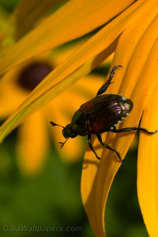 Petit insecte escaladant une Rudbeckia - Fonds d'écran gratuits