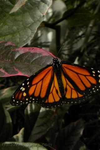 Monarch butterfly - Free desktop wallpapers