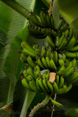Bananes vertes dans un bananier - Fonds d'écran gratuits