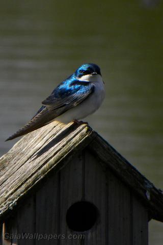 Tree Swallow perched on a birdhouse - Free desktop wallpapers