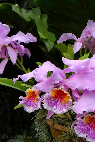 Orchids - Free desktop wallpapers