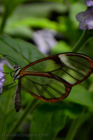Papillon transparent - Fonds d'écran gratuits