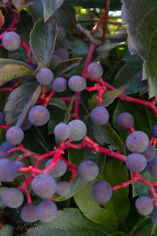 Vine berries - Free desktop wallpapers