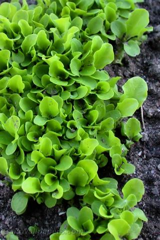 Salad growing in the garden - Free desktop wallpapers