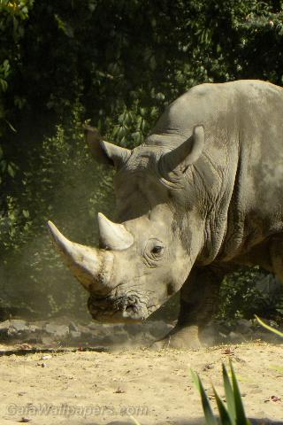 Rhinocéros blanc - Fonds d'écran gratuits