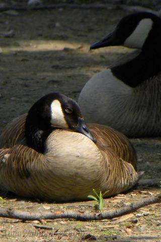 Canada Goose relaxing on the shore - Free desktop wallpapers