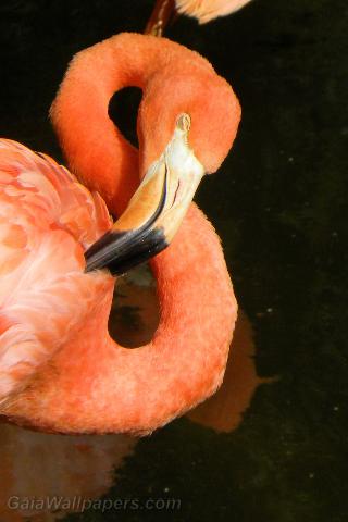 Greater Flamingo grooming - Free desktop wallpapers