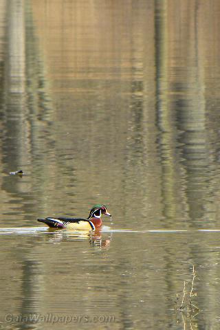 Wood Duck swimming on the reflection of the forest - Free desktop wallpapers