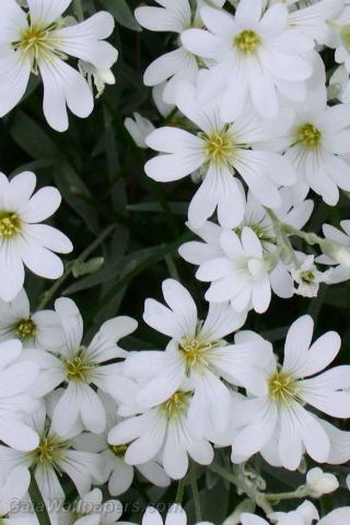 Belles fleurs blanches - Fonds d'écran gratuits