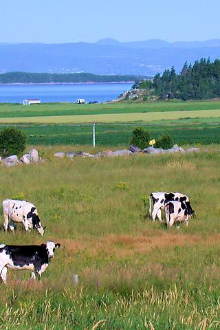 Cows near the Saint Lawrence River in Kamouraska - Free desktop wallpapers