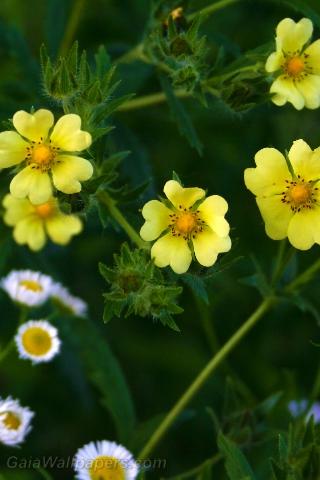 Belles fleurs jaunes bourgeonnantes - Fonds d'écran gratuits
