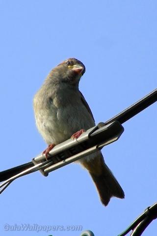 House Sparrow watching on a wire - Free desktop wallpapers