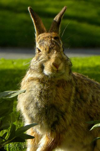 Happy rabbit in the plants - Free desktop wallpapers
