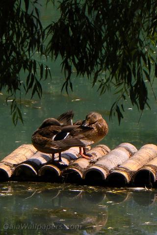 Ducks relaxing on a wooden platform - Free desktop wallpapers