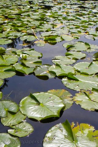 Pond full of water lily leaves - Free desktop wallpapers