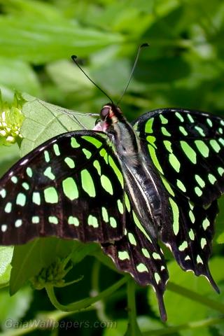 Papillon tacheté de vert - Fonds d'écran gratuits