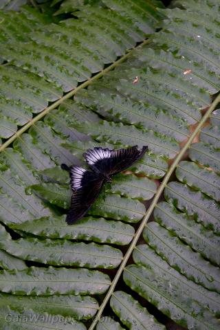 Papillon noir sur des fougères - Fonds d'écran gratuits