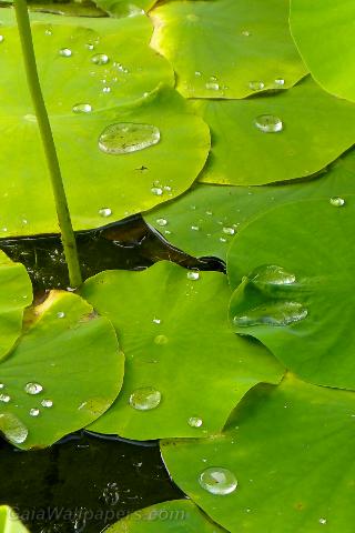 Eau perlant sur des feuilles de lotus - Fonds d'écran gratuits