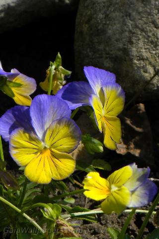 Magnifique Viola mauve et jaune - Fonds d'écran gratuits