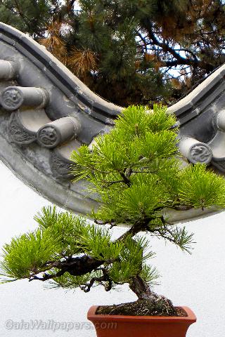 Pine bonsai - Free desktop wallpapers