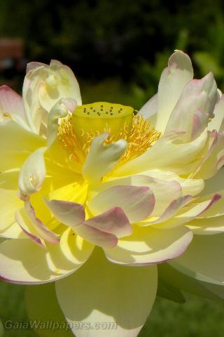 Lotus flower in all its beauty - Free desktop wallpapers