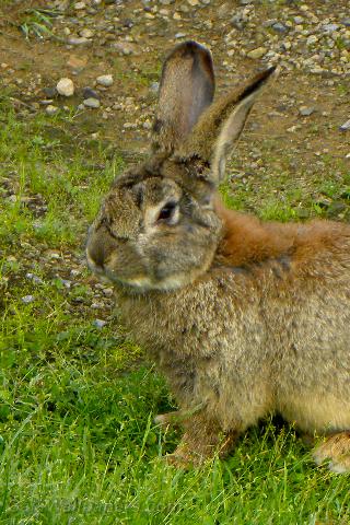 Pet rabbit - Free desktop wallpapers