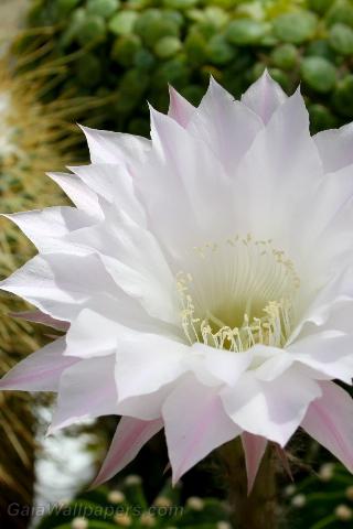 Belle fleur blanche de cactus - Fonds d'écran gratuits