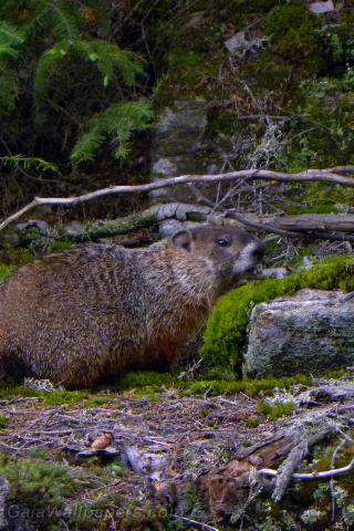 Marmotte vivant en forêt - Fonds d'écran gratuits