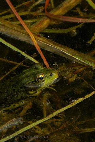 Frog in disgusting water - Free desktop wallpapers
