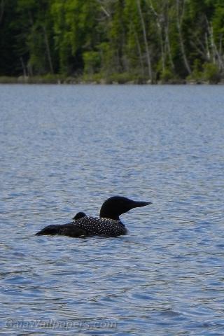 Common loon with her babies on the lake - Free desktop wallpapers