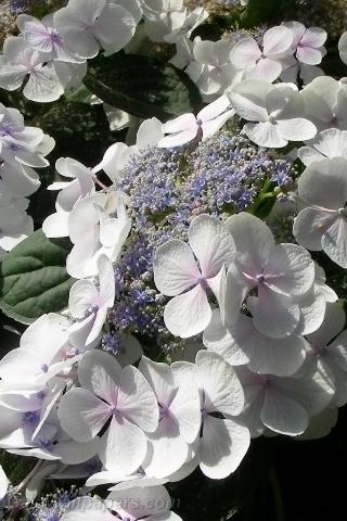 Fleurs blanches très brillantes - Fonds d'écran gratuits