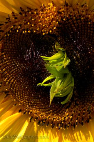 Sunflower with a growth in the center - Free desktop wallpapers