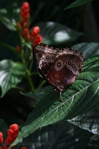 Butterfly waiting to take off - Free desktop wallpapers