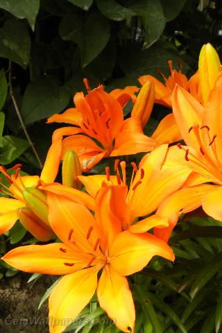 Orange lilies - Free desktop wallpapers
