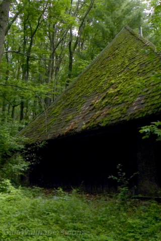 Vieux refuge abandonné dans la forêt - Fonds d'écran gratuits
