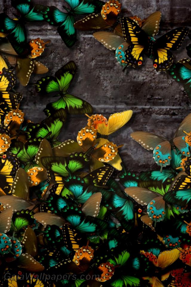 Multi-colored Butterflies on the stone wall - Free desktop wallpapers