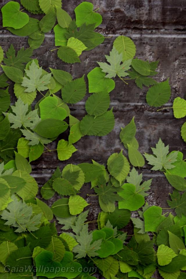 Green leaves on the stone wall - Free desktop wallpapers