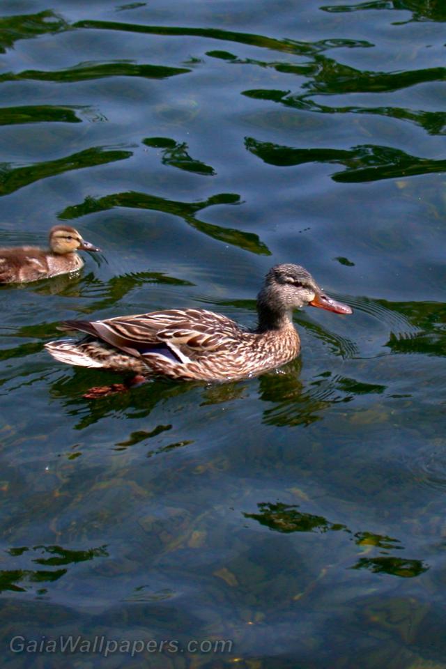 Mother mallard with two youngs - Free desktop wallpapers